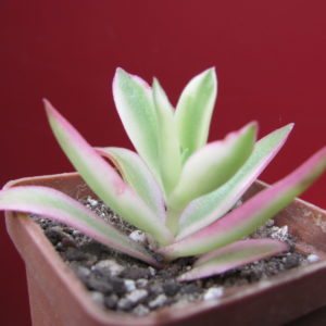 Crassula  Campfire   variegata