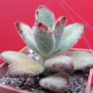 Kalanchoe  tomentosa   *Chocolate  Soldier*