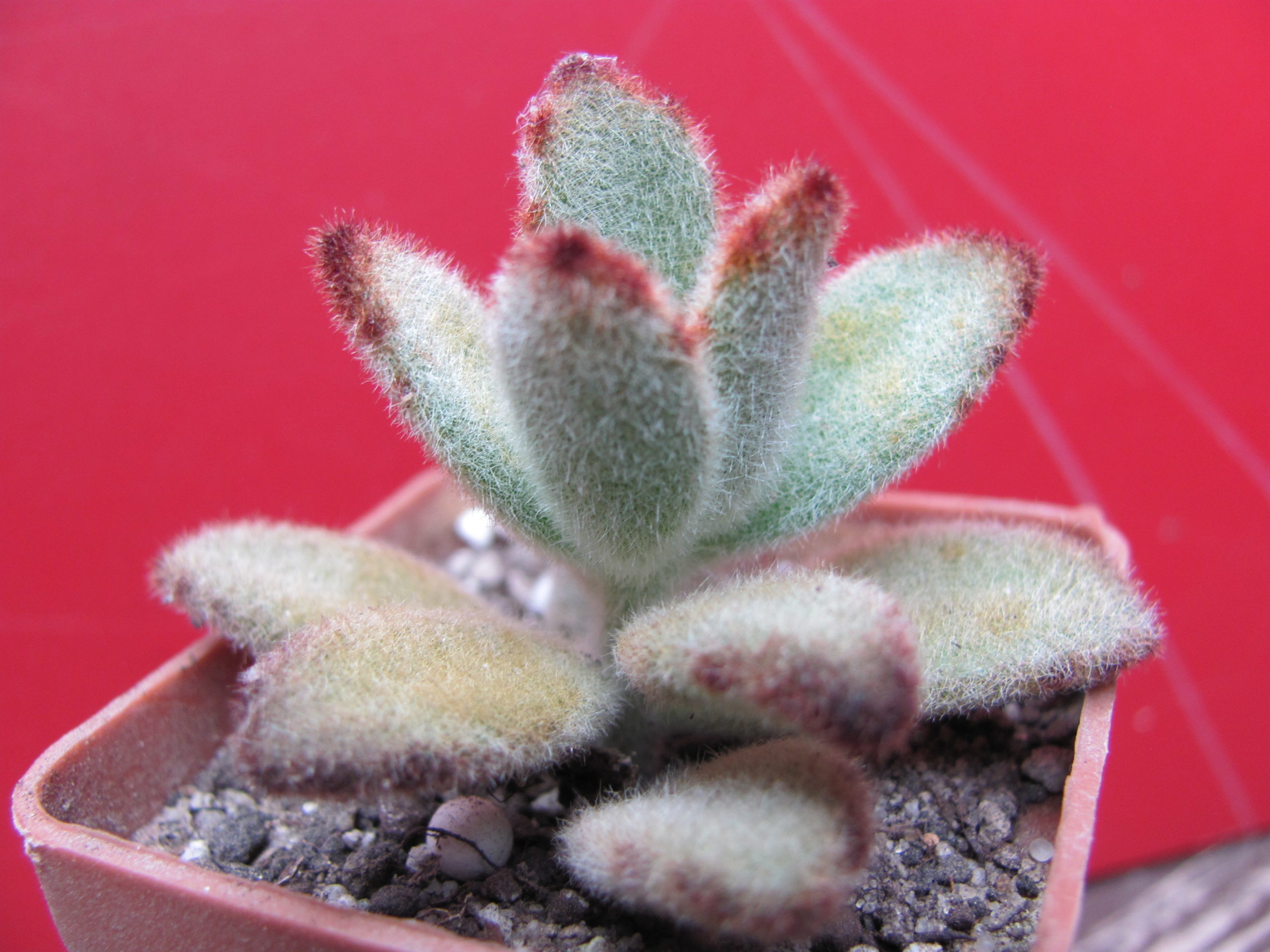 Kalanchoe tomentosa *Chocolate Soldier*