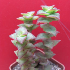 Crassula   perforata   variegata