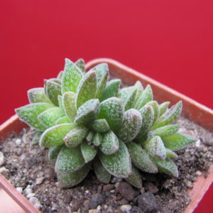 Crassula   Frosty