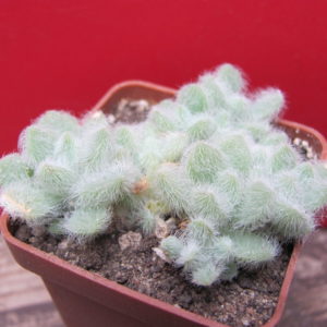 Sedum  hintonii