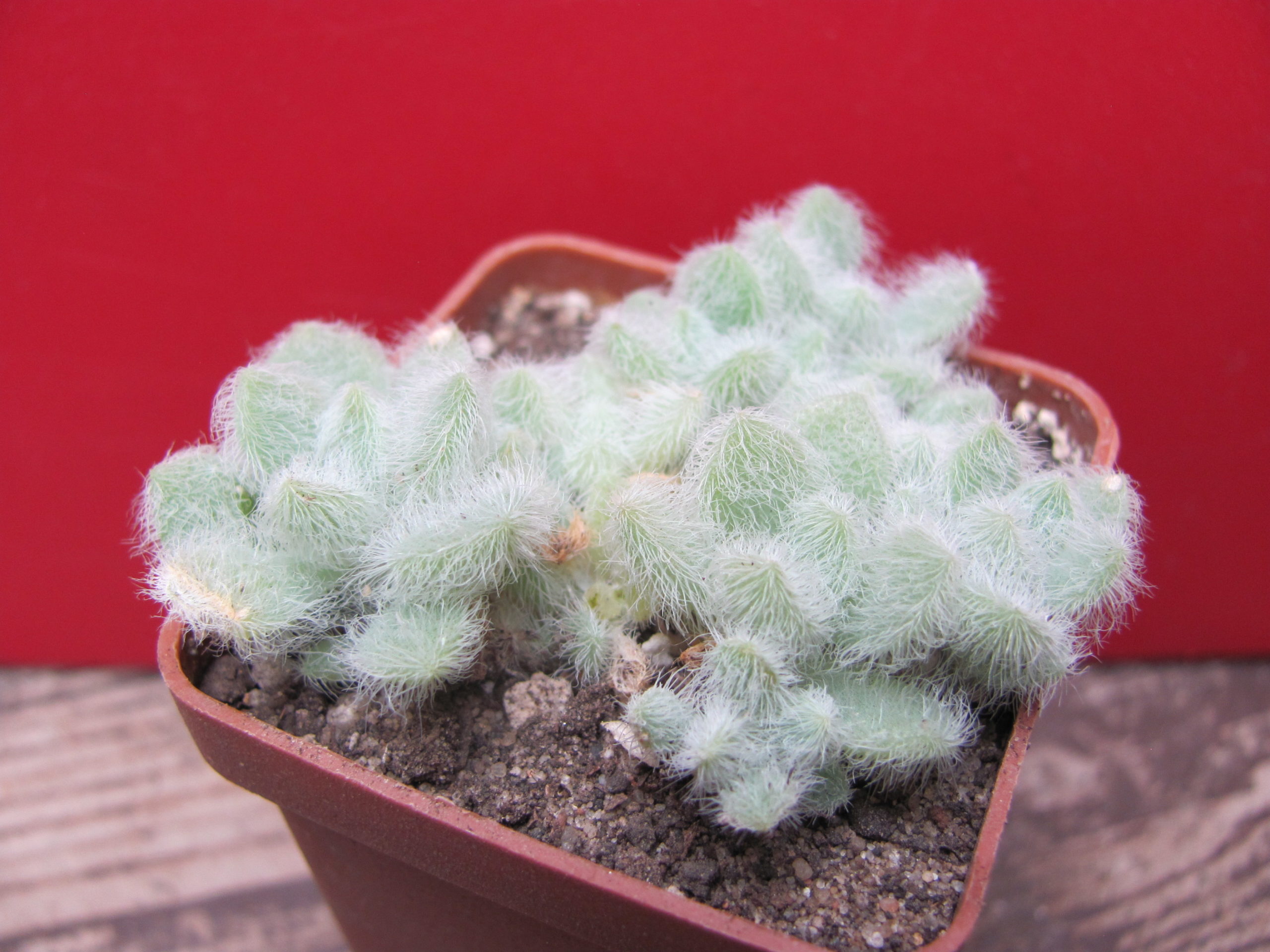 Sedum  hintonii
