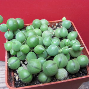 Senecio   rowleyanus