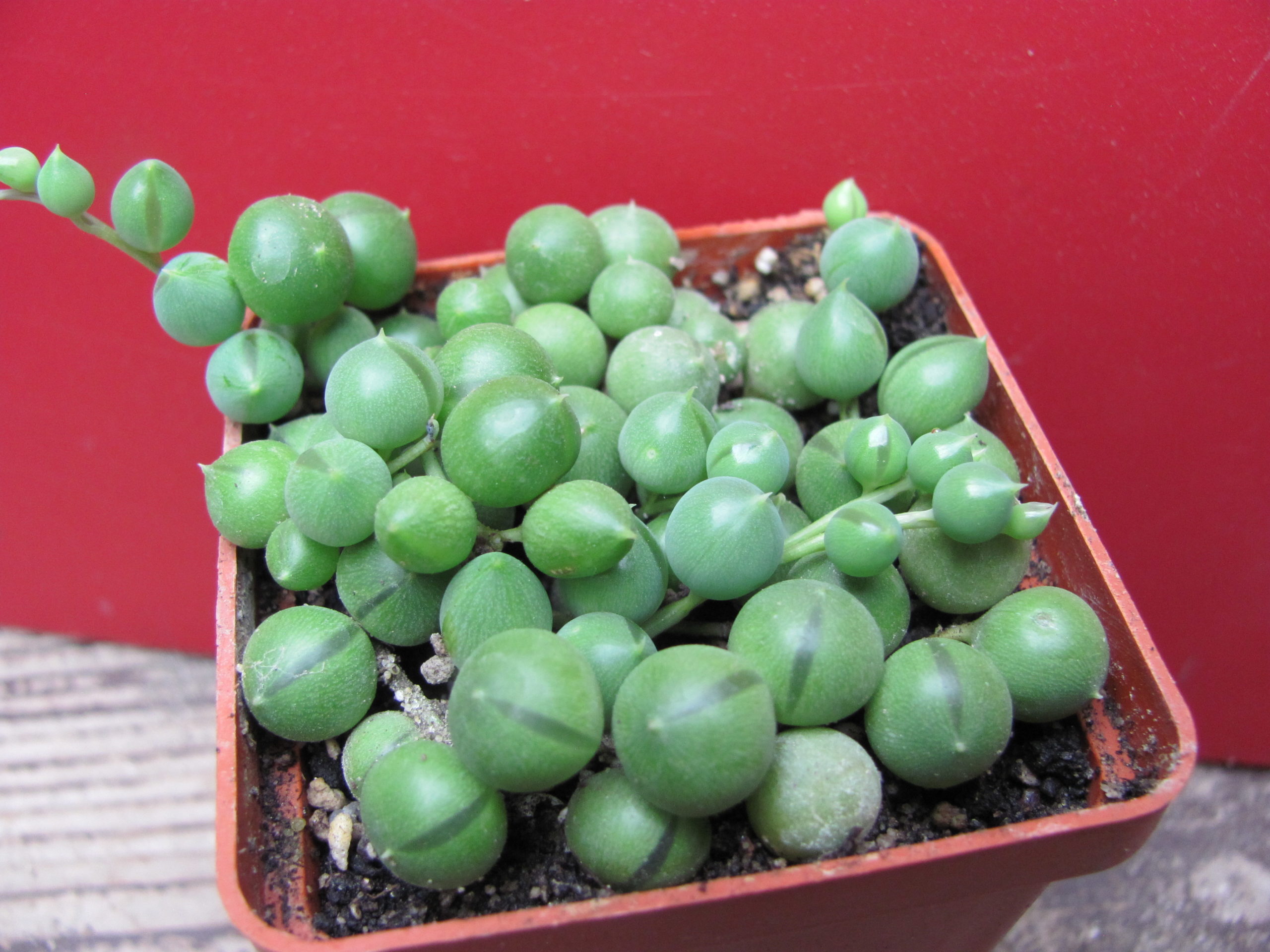 Senecio   rowleyanus