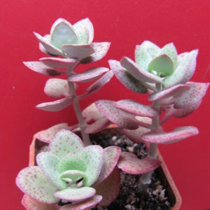 Crassula   cordata