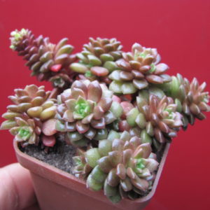 Cramnosedum   Little  Gem