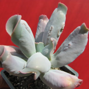 Echeveria    Culibra