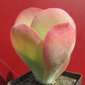 Kalanchoe    thyrsiflora