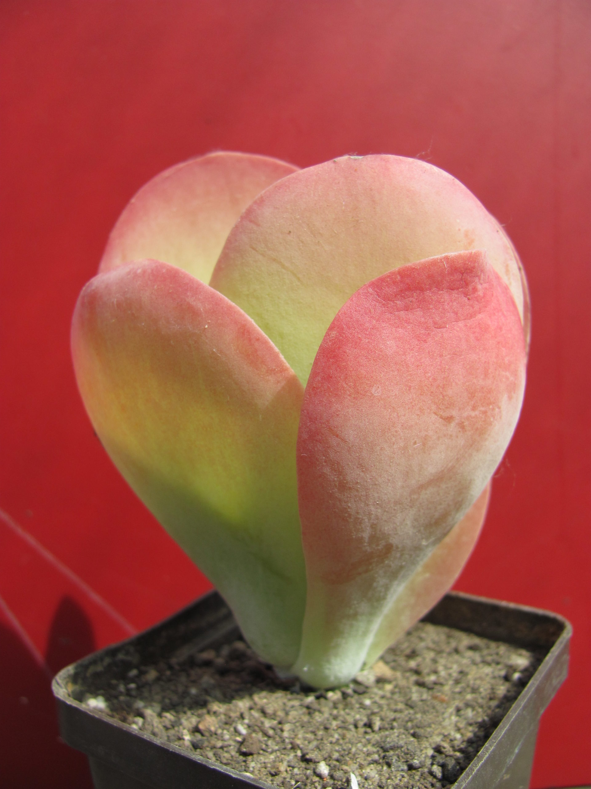 Kalanchoe thyrsiflora