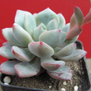 Echeveria    *Jelly  Jem*    hybr.