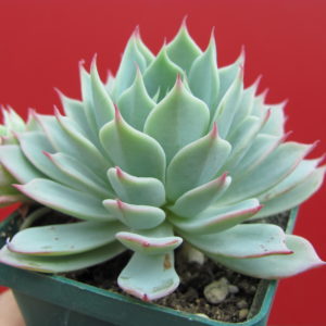 Echeveria