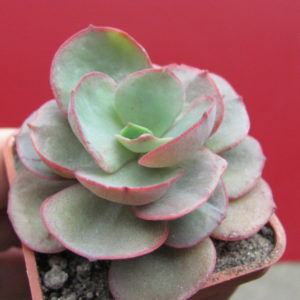 Echeveria   Suyon