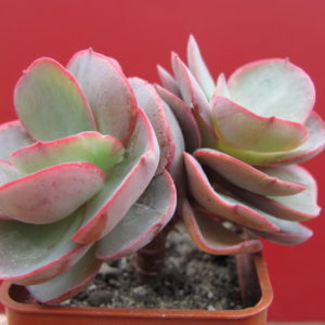 Echeveria    Suyon