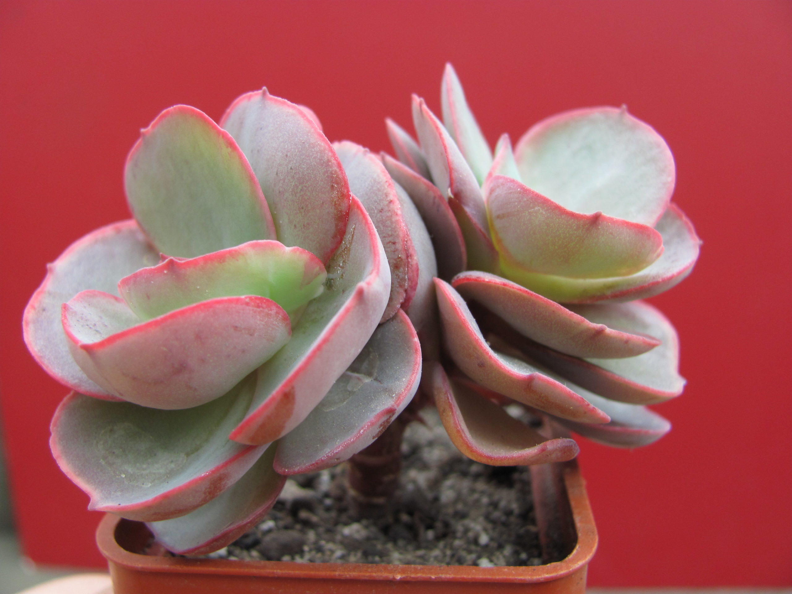 Echeveria    Suyon