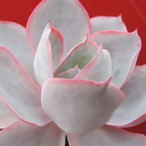 Echeveria  Afterglow