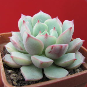 Echeveria    *Panda   Face*