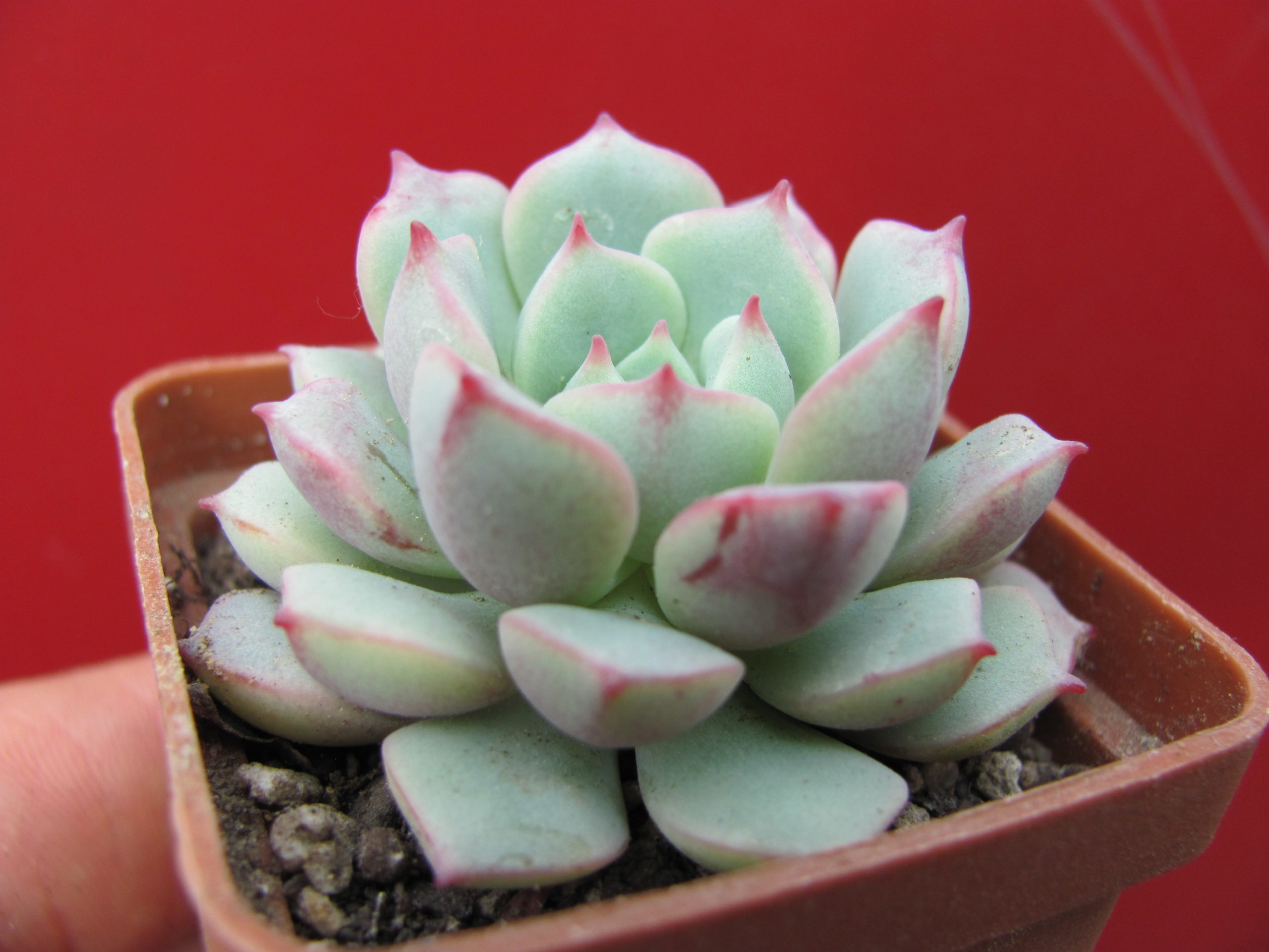 Echeveria    *Panda   Face*