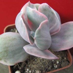 Echeveria  Metallica Decora