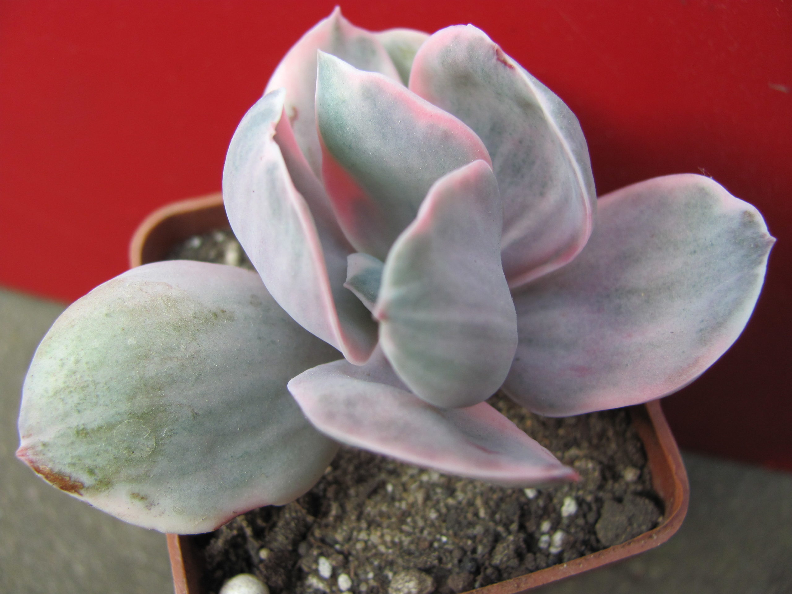 Echeveria  Metallica Decora