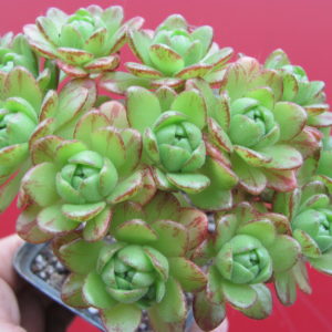 Aeonium sedifolium   hybr.