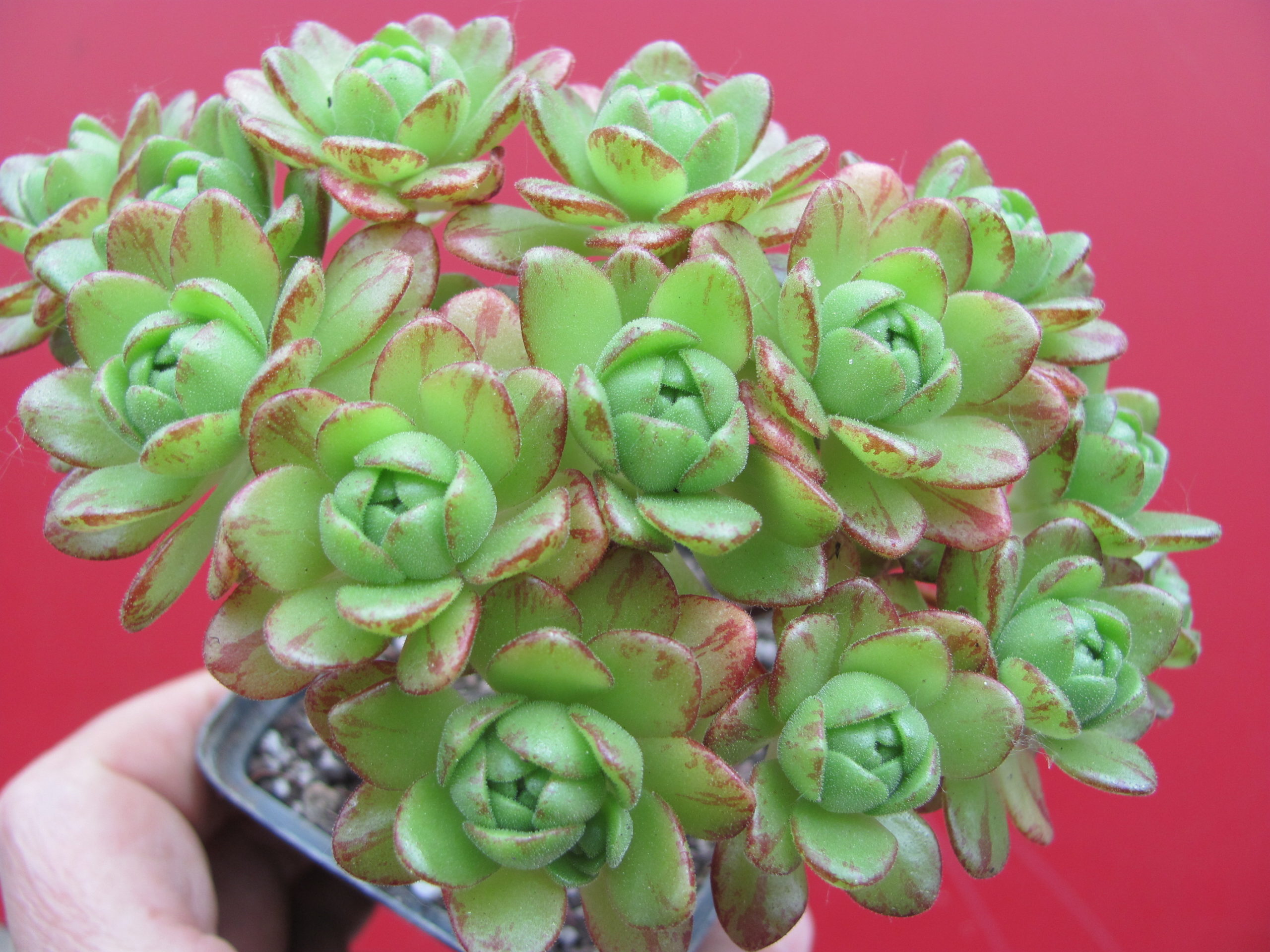 Aeonium sedifolium   hybr.