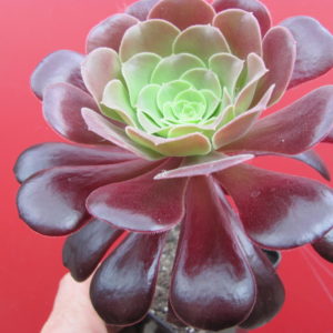 Aeonium   Velour