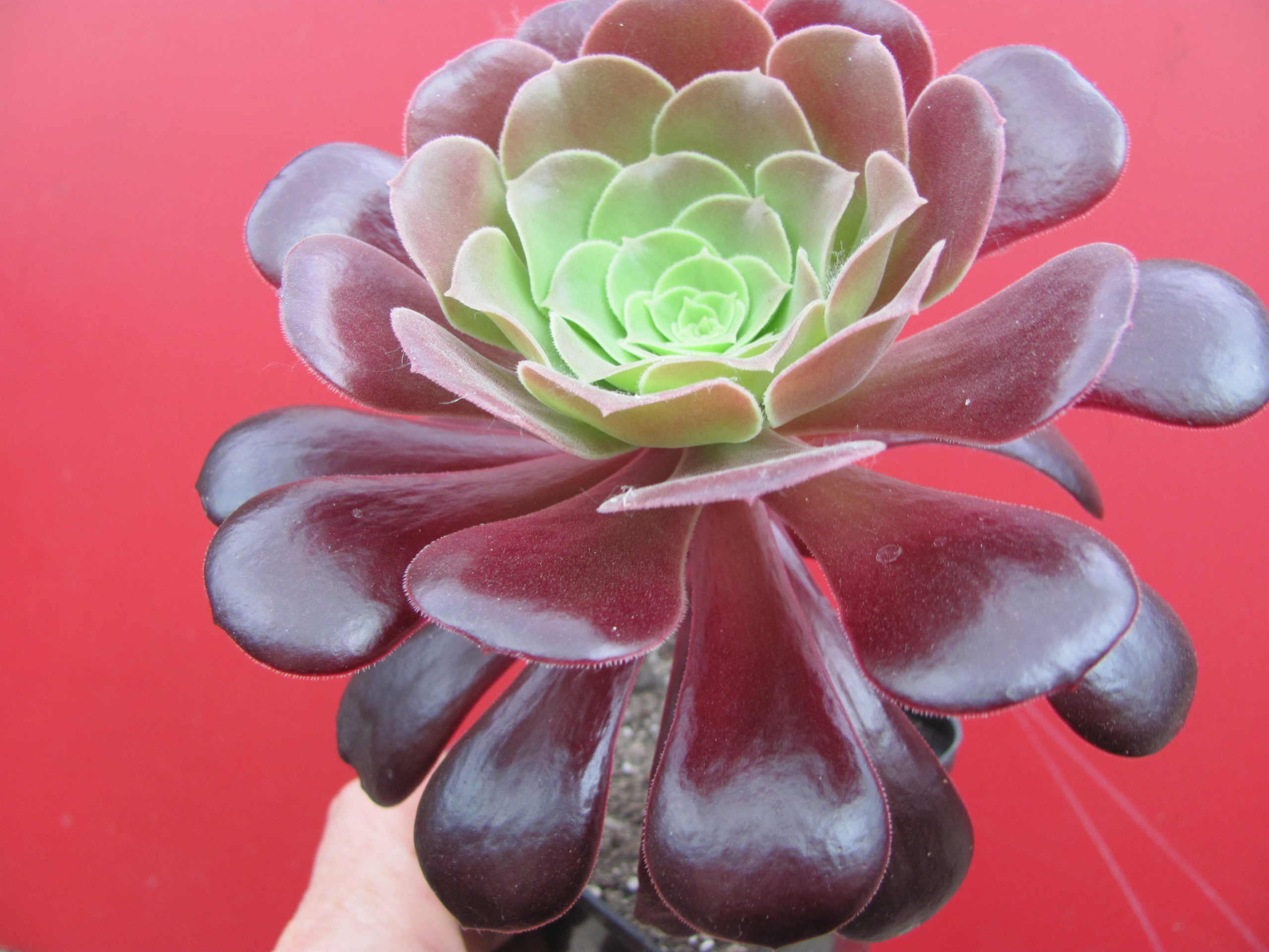 Aeonium   Velour