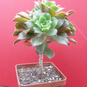 Aeonium    sp.