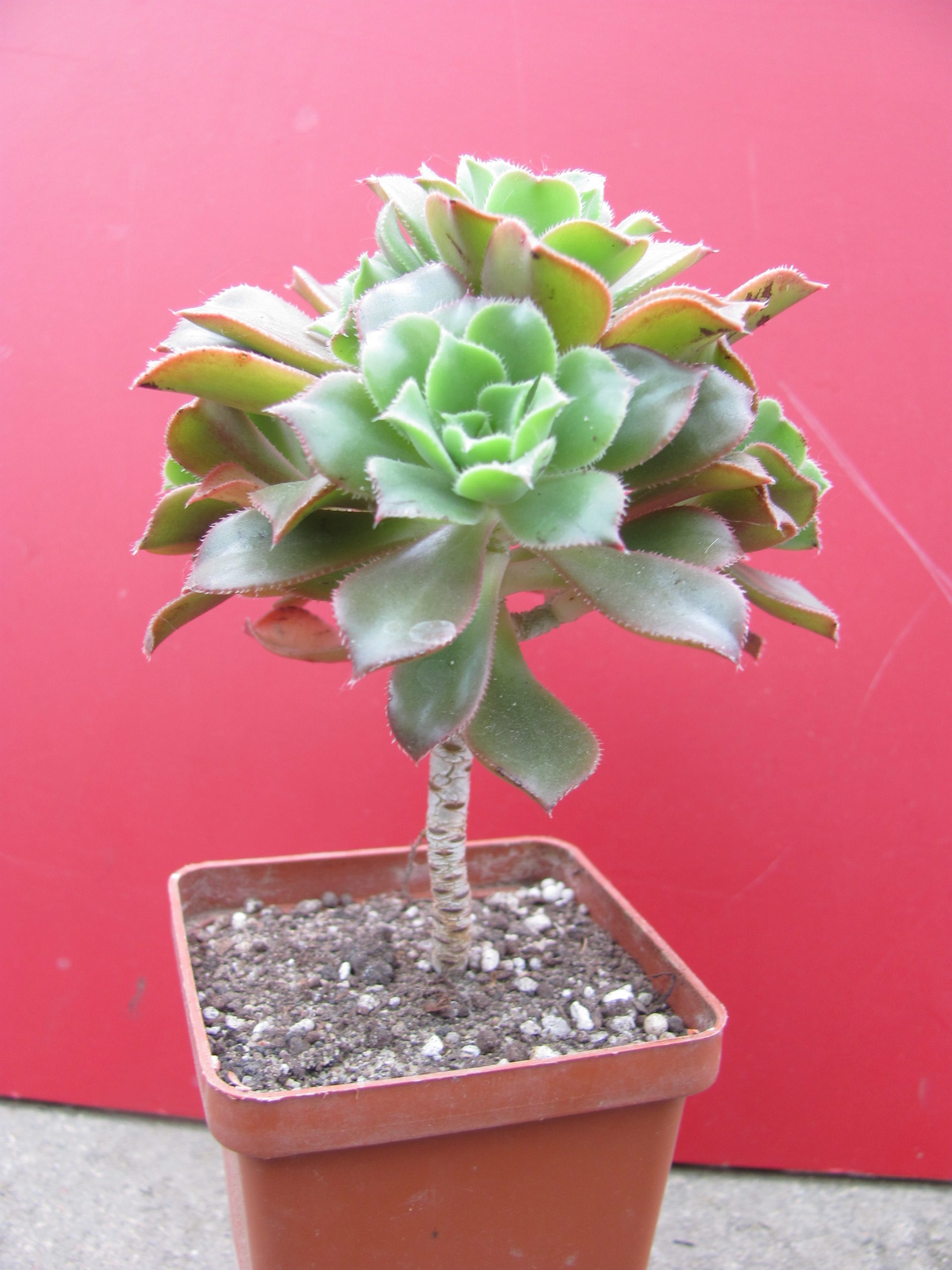 Aeonium    sp.