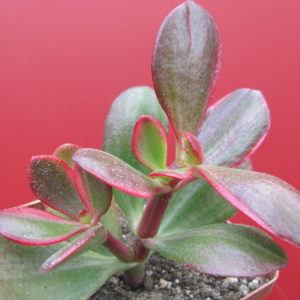Crassula    Hummels   Sunset    variegata