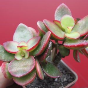 Crassula    Hummels   Sunset      F2