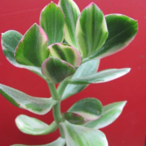 Crassula   ovata   variegata