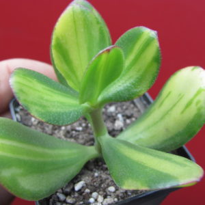 Crassula    Solana