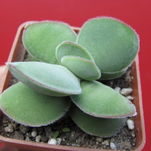 Crassula   cotyledonis