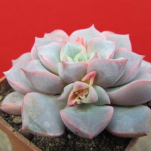 Echeveria   hybr.      #29