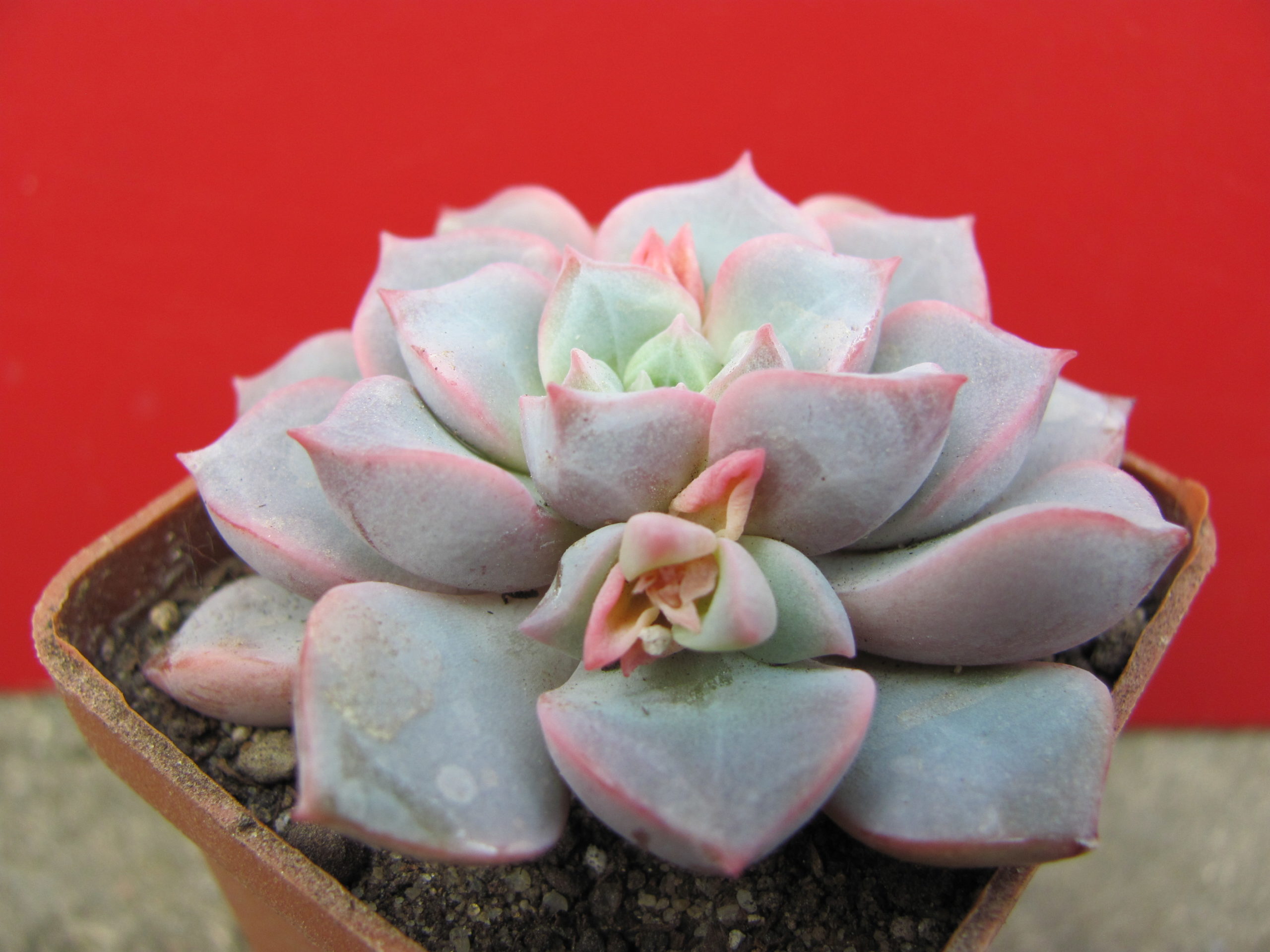 Echeveria   hybr.      #29