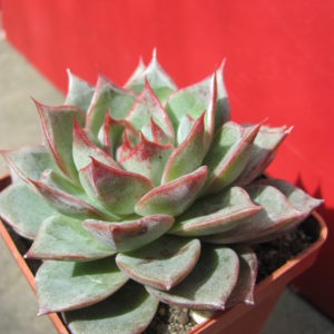 Echeveria  Moranii   hybr.