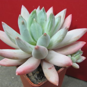 Echeveria  hookeri