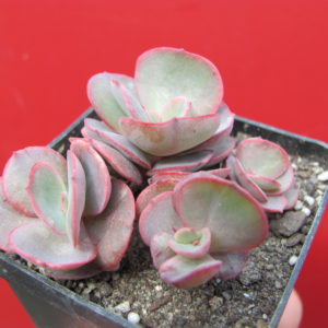 Echeveria   Suyon