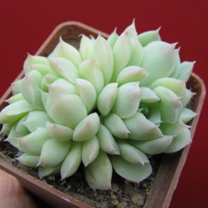 Echeveria   amoena