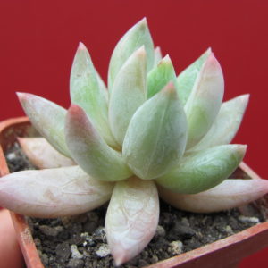 Echeveria   yvonne