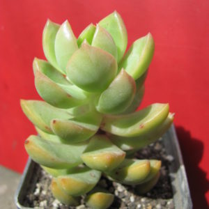 Sedum    adolphii