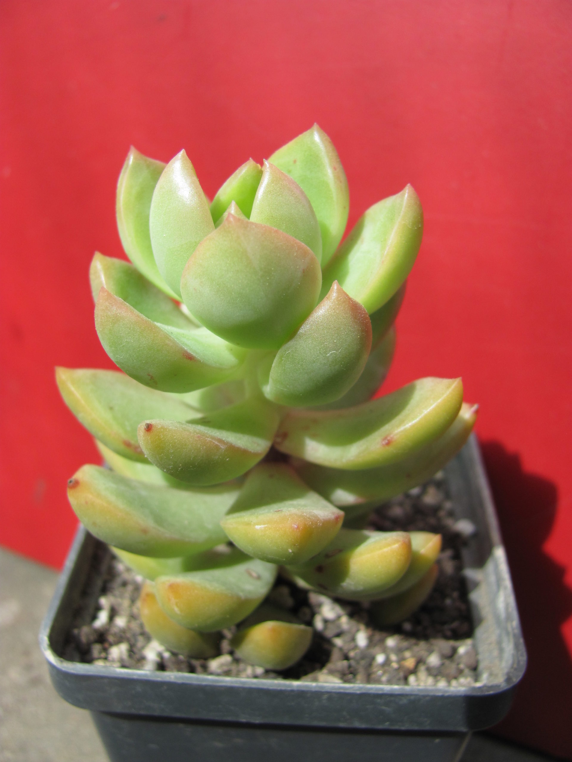 Sedum    adolphii