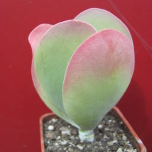 Kalanchoe    thyrsiflora