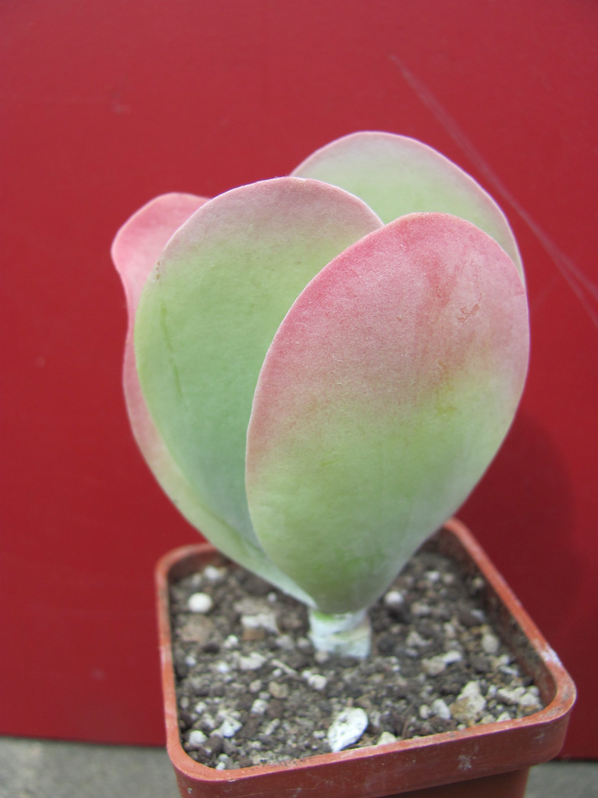 Kalanchoe thyrsiflora
