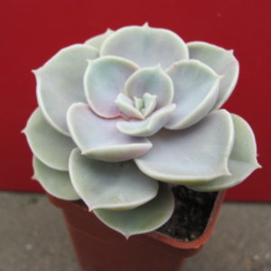 Echeveria   Blue   Surprise