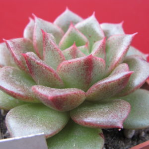 Echeveria      *Yamatomini*