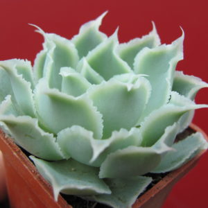 Echeveria    Laguna  Sanchez