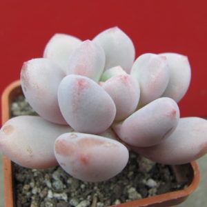 Pachyphytum    oviferum  hybr.       #100